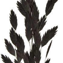 Artikel Plattörnat gräs torrt gräs Chasmantium Black 70cm 10 st