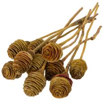 Artikel Platyspermum Kräm 1-3, 50 st