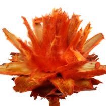 Plumosum 1 Apelsin 25st