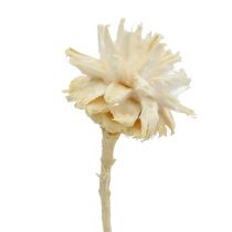 Artikel Plumosum 1 blekt 25 st