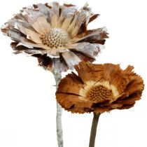 Exotisk mix Protea Rosette naturlig, vittvättad torkad blomma 9st