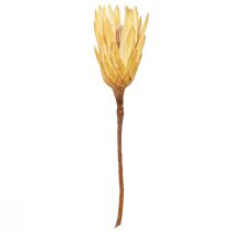Artikel Proteintorkad Repens kräm 1:a val 10-12cm 25 st