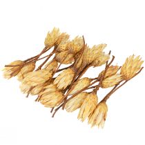 Artikel Proteintorkad Repens kräm 1:a val 10-12cm 25 st