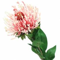 Protea Artificiell Rosa 73cm