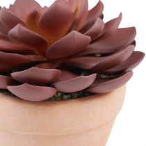 Artikel Suckulentväxt i kruka Echeveria konstgjord röd Ø15cm