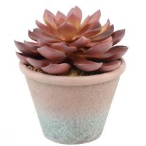 Suckulentväxt i kruka Echeveria konstgjord röd årgång Ø15cm H16cm