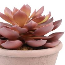 Artikel Suckulentväxt i kruka Echeveria konstgjord röd årgång Ø15cm H16cm