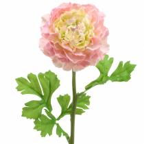 Artikel Ranunculus rosa H45cm