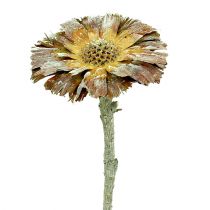 Artikel Repens rosett grön frostad 8cm - 9cm 25 st