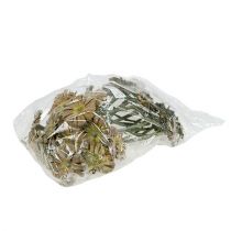 Artikel Repens rosett grön frostad 8cm - 9cm 25 st