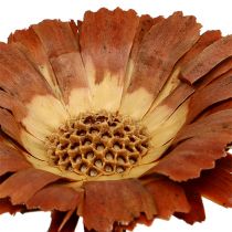 Artikel Repens Rosett Ljus 8-9cm 25 st