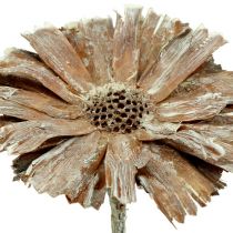 Artikel Protea rosett 8-9cm vittvättad 25 st