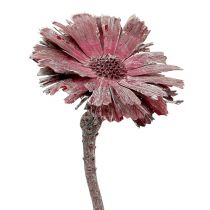Artikel Protea rosett ljung frostad Ø8-9cm 25st