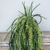 Artikel Rhipsalis konstgjord korallkaktus hängande korg H87cm