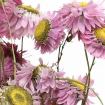 Artikel Halmblommor torkade blommor rosa acroclinium knippe 20g