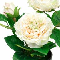 Pion i en kruka, romantisk dekorativ ros, sidenblomma krämvit
