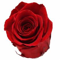 Artikel Infinity Roses Large Ø5,5-6cm Röd 6 st