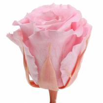 Artikel Eternal Roses Medium Ø4-4,5cm Rosa 8 st
