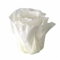 Artikel Konserverade rosor medium Ø4-4,5cm vita 8 st