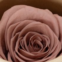 Artikel Konserverade rosenhuvuden, romantisk present, hållbara rosor för speciella tillfällen, 5 cm, 6 stycken