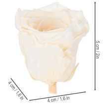 Artikel Rosenhuvuden, konserverade blommor för eleganta blomsterarrangemang, 5 cm, 6 stycken