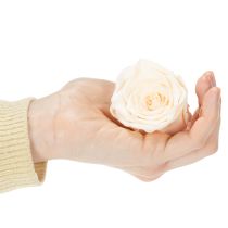 Artikel Rosenhuvuden, konserverade blommor för eleganta blomsterarrangemang, 5 cm, 6 stycken