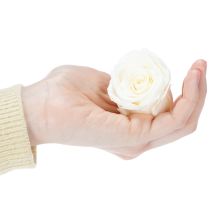 Artikel Konserverade rosenhuvuden, hållbar bordsdekoration för en romantisk atmosfär, bröllopsdekoration, 5 cm, 6 stycken