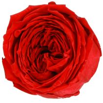 Artikel Röda rosor Infinity Roses Äkta roshuvuden Röda Ø6cm 6 st