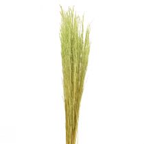 Artikel Böjt gräs Agrostis Capillaris Torrgräs Grön 65cm 80g