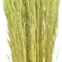 Artikel Böjt gräs Agrostis Capillaris Torrgräs Grön 65cm 80g