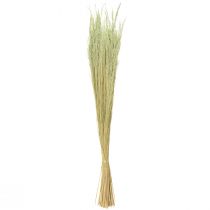 Artikel Böjt gräs Agrostis Capillaris Torrgräs Grön 65cm 80g