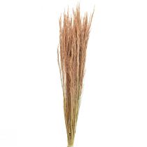 Röd Böjt Gräs Agrostis Torrt Gräs Röd Brun 65cm 80g