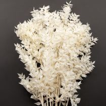 Artikel Ruscusgrenar dekorativa grenar torkade blommor blekta 10 st