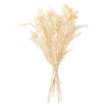 Artikel Torkad Ruscus dekorativ gren, blekt Ruscus, 200 g
