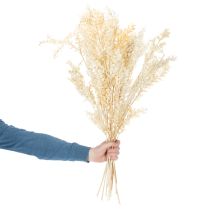 Artikel Torkad Ruscus dekorativ gren, blekt Ruscus, 200 g