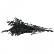 Artikel Ruscusgrenar, dekorativa grenar, torkade blommor, svarta, 200 g