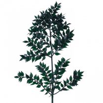 Artikel Ruscus gröna dekorativa grenar mörkgröna 75-95cm 1kg