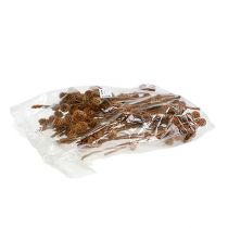 Artikel Sabulosum 4-6 huvuden per gren 25 st