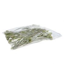 Artikel Sabulosum gren 4-6 Grön frostad 25 st