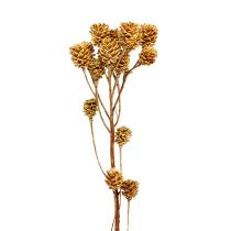 Artikel Salignum gren ljus leucadendron blommor på gren 25 st