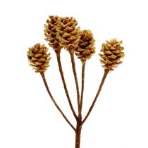 Artikel Salignum light 4-6 blommor på Leucadendron-grenen 100 st