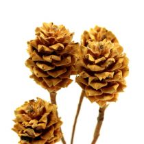 Artikel Salignum light 4-6 blommor på Leucadendron-grenen 100 st