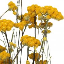 Gäng currybuske, gul torkad blomma, gyllene sol, italiensk helichrysum L58cm 45g