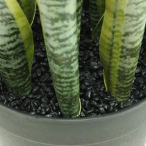 Sansevieria, konstgjord blomma, stråkhampa i kruka H50cm Ø14cm