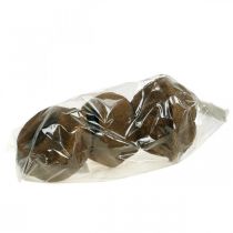 Artikel Paradise Nut Plant Kruka Naturlig Sapucaia Ø14cm H10cm 3 st