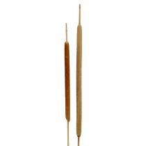 Artikel Vasslöksmix naturlig dekorativ vass 70cm 100 st