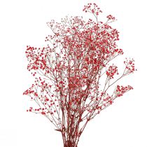 Artikel Gypsophila Gypsophila Torkade Blommor Röda 50cm 55g