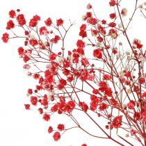 Artikel Gypsophila Gypsophila Torkade Blommor Röda 50cm 55g