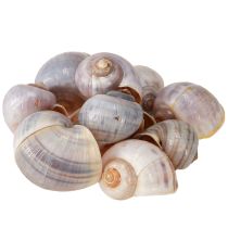 Artikel Snigelskal natur 1kg