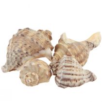 Artikel Snigelsnäckor dekoration sjösniglar brun kräm 4-6cm 300g